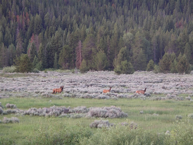 images/A- Mule deers enjoying the morning time. (7).jpg